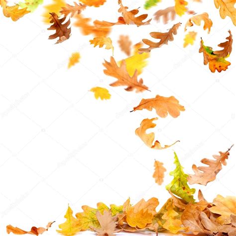 Изолированные осенние листья — Стоковое фото © dibrova #121377112