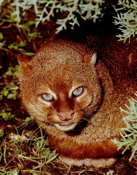 Endangered Cat The Jaguarundi From Central And South America Wild