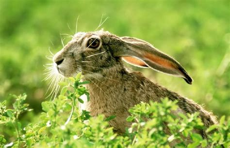 The Difference Between Rabbits And Hares Knowledgenuts