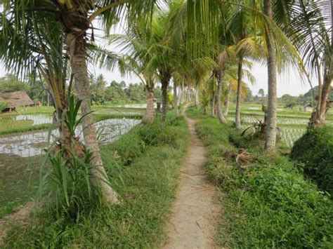 Subak Juwuk Manis Ubud Rice Field 2020 All You Need To Know Before You Go With Photos