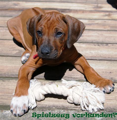 Ab wann gilt ein hund als stubenrein. 58 Best Photos Wann Muss Ein Welpe Geimpft Werden / Kind ...