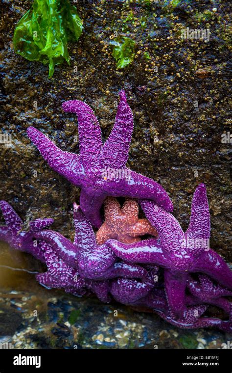 Purple And Pink Starfish Pisaster Ochraceus On Rock At Low Tide In
