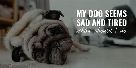 My Dog Seems Sad And Tired Signs Causes Treatment And Faq