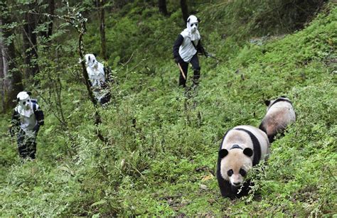 The Sichuan Giant Panda Bases And Sanctuaries The Atlantic