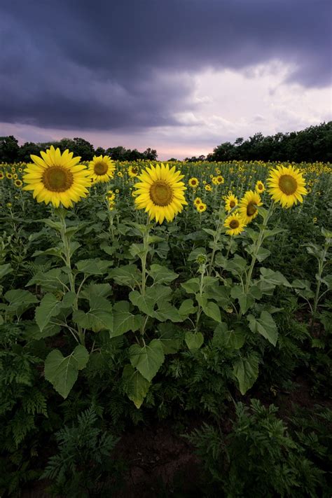 Sunflower Field Md