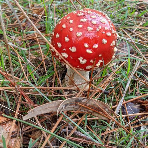 Where Else Does Nature Provide Such A Beautiful Red Fungi