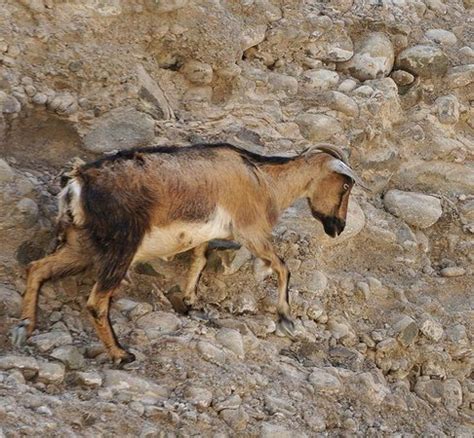 The arabian tahr is the smallest species of tahr. Arabian Tahr - Wildlife at Wadi Wurayah - Picture of Wadi ...