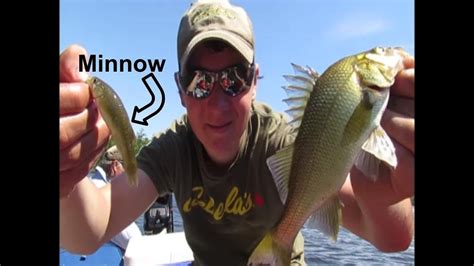 Fishing With Live Bait Minnows Youtube