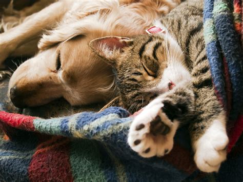 Actually, the group of dogs with dementia had slightly longer life spans on average. Cats and dogs can get along | Toronto Star