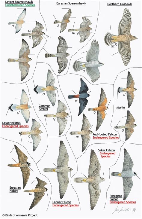 Hawk Identification Guide Plate 15 Sparrowhawks Goshawks Kestrels