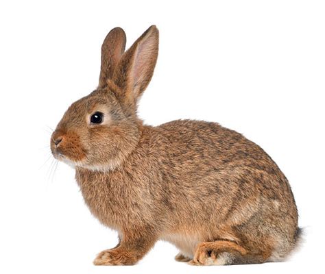 38200 Brown Bunnies Stock Photos Pictures And Royalty Free Images Istock