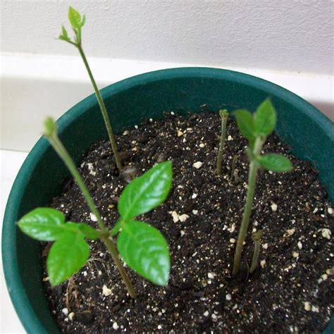 What's the best way to grow ice cream bean tree? PlantFiles Pictures: Inga Species, Ice Cream Bean, Monkey ...