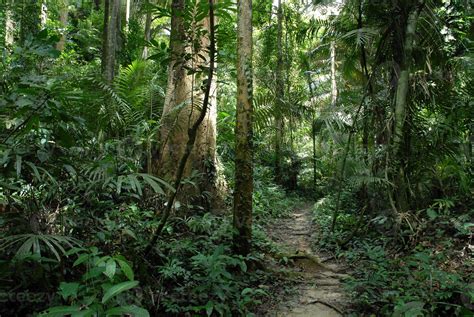 Jungle Path In Thailand 989421 Stock Photo At Vecteezy