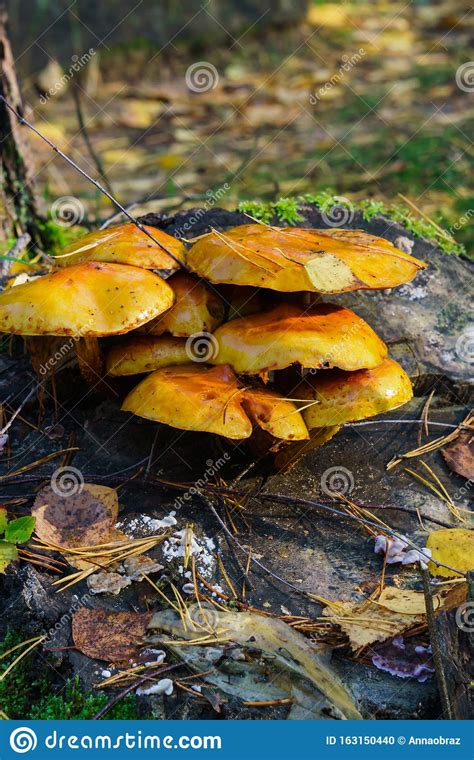 Edible Mushrooms Mushrooms Grew On A Stump In The Forest Stock Photo