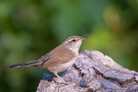 Bewicks Wren Song Call Nest Range Diet Size Female