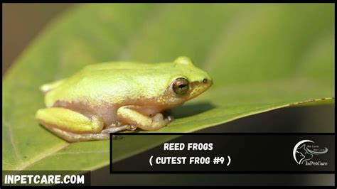9 Cutest Frog Species With Pictures