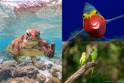 Esports content series of the year (winner: The Winners Of 2020 Comedy Wildlife Photography Awards