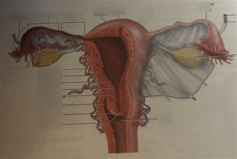 Female Reproductive Organ Posterior View Diagram Quizlet