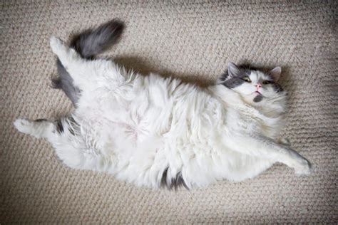 Yes Cats Have Belly Buttons Here Is How To Find Them