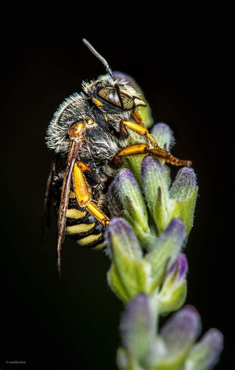 Goodens Nomad Bee Bee Nomad Macro Photography