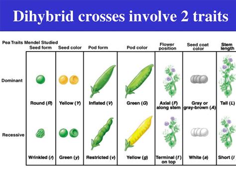 A Dihybrid Cross Involves The Crossing Of Just One Trait Punnett