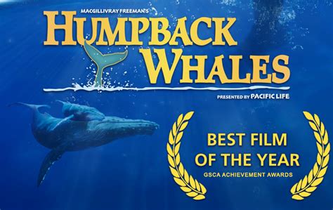 ‘humpback whales wins best film of the year at the gsca film awards macgillivray freeman