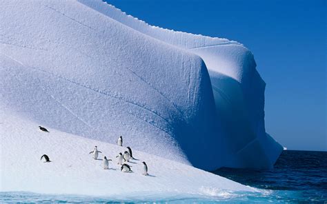 Nature Ice Landscape Animals Penguins Iceberg