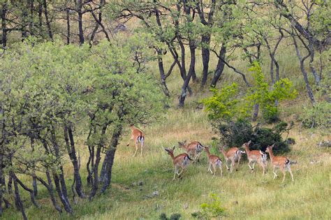 30 Fallow Deer Released In The Rhodope Mountains Rewilding Area