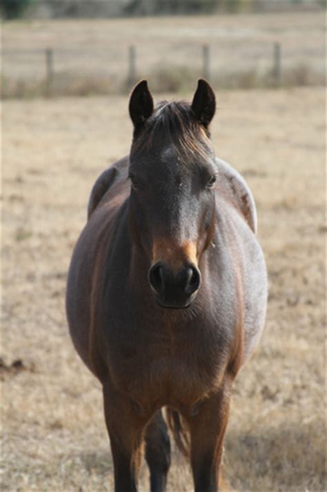 characteristics   spanish colonial horse galicenos  suwannee horse ranch