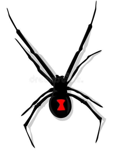 Black Widow Spider Stock Vector Illustration Of Graphic 44831264
