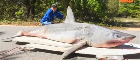 A 6 ft (1.80 m) specimen weihging 385 lb (175 kg) was caught during the southeast alaska salmon shark project (seassp) described in this. Big Fishes of the World: MAKO SHARK page 2