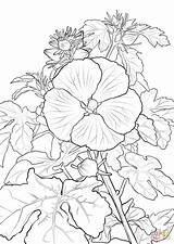 Coloring Hibiscus Hawaiian Pua Aloalo Flower Lei Template Printable Supercoloring Hawaii Drawing Sketch sketch template