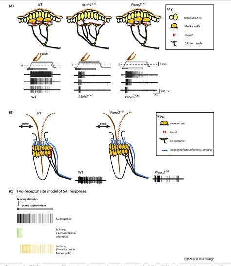 Updated by a/prof amanda oakley, hamilton, new zealand. Figure 1 from Merkel cells and neurons keep in touch ...