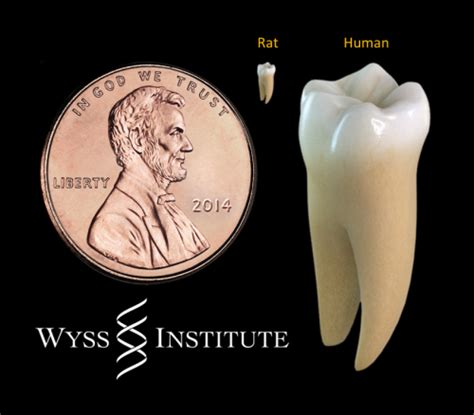 Researchers Use Light To Coax Stem Cells To Regrow Teeth