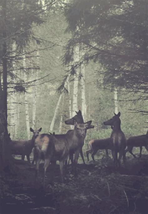 11 Deer S  Abyss