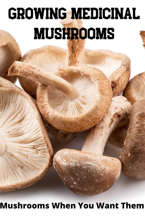 Grow Your Own Medicinal Mushrooms Medicinal Mushroom Guide