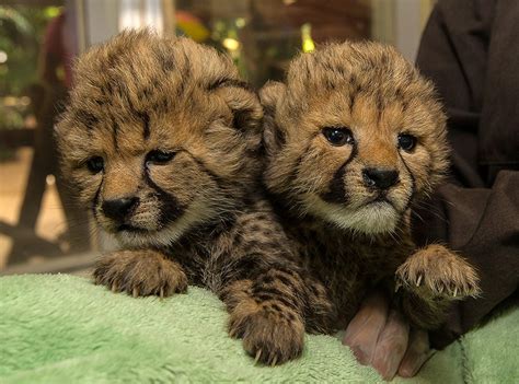 2 Baby Cheetahs Were Just Born At The San Diego Zoo E Online