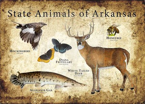 Arkansas State Animals Poster Print Inkart
