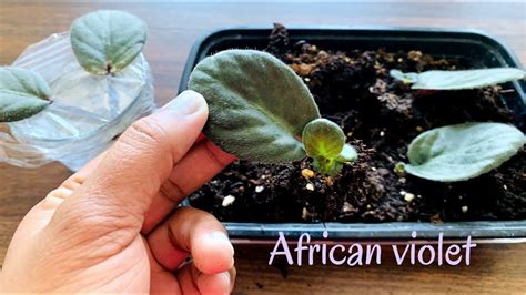 Easiest Way To Propagate African Violets From Single Leaf100 Success