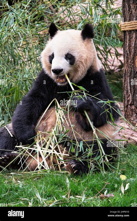 Adult Panda Bear Hi Res Stock Photography And Images Alamy