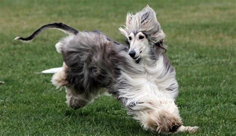 We imagine running through the fields with our longhaired friend, its tresses swept by the wind. Top 13 long haired dog breeds will make you envy them ...