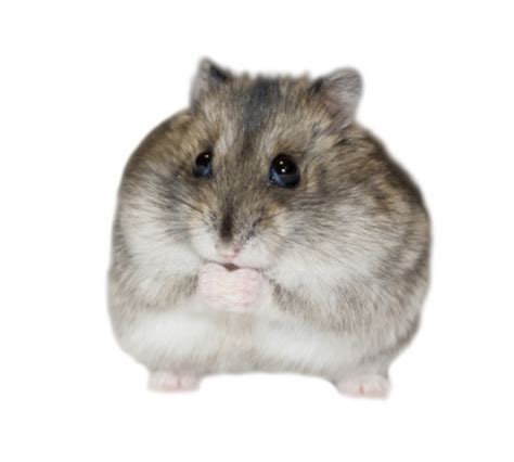 Dwarf Russian Hamster Insurance Exoticdirect