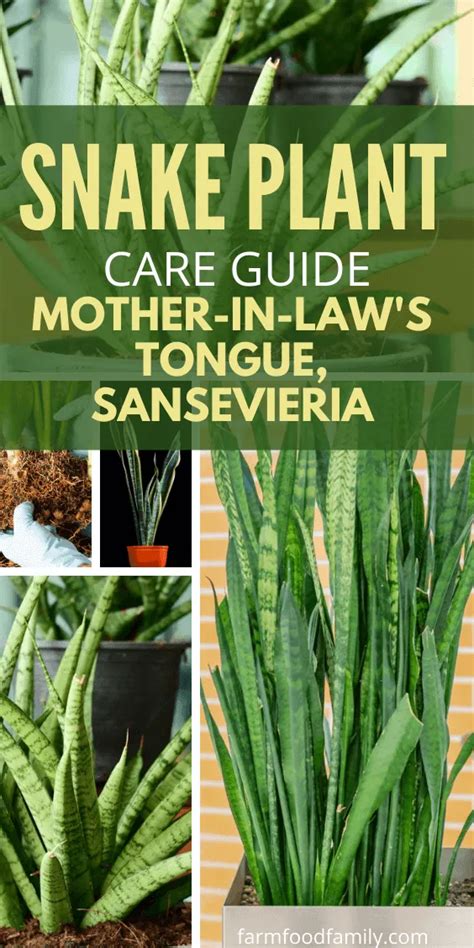 How you nurture your cactus also contributes to its health. Snake Plant: Caring for Mother-In-Law's Tongue ...