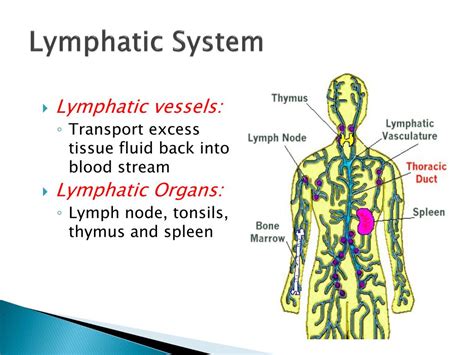 Ppt Tissue Fluid And The Lymphatic System Powerpoint Presentation Free