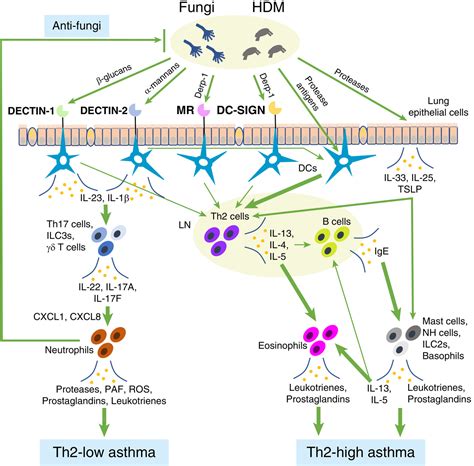 Myeloid Ctype Lectin Receptors In Skin Mucoepithelial Diseases And