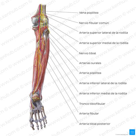 Extremidad Inferior Huesos Músculos Nervios Vasos Kenhub