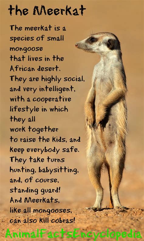 Then you've just come to the right place. Meerkat Facts - Animal Facts Encyclopedia