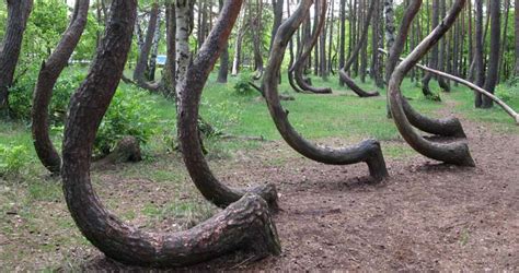 10 Of The Most Unusual Looking Trees Around The World
