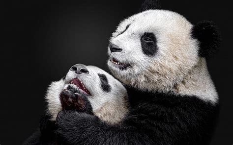 Panda Cute Animals Bear Cubs Bamboo Bear Pandas Hd Wallpaper Peakpx