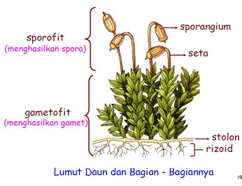 Struktur Dan Ciri Tumbuhan Lumut Briofita Info Pendidikan Dan Biologi